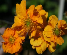 Geum Prince Of Orange - Abriachan Nurseries